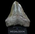 Fossil Megalodon Tooth - Serrated Blade #66085-2